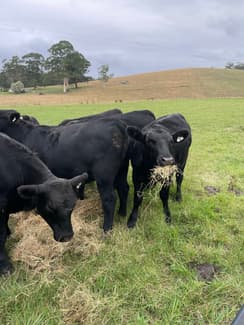 Angus Heifers