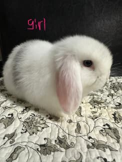 Purebred mini lop rabbit 8 weeks old baby bunny | Rabbits | Gumtree ...