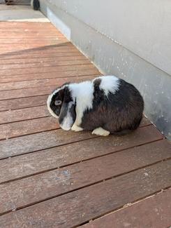 free rabbits x2 males PENDING