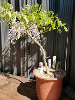 decorations for bonsai trees Bonsai Pot with Drainage and Saucer