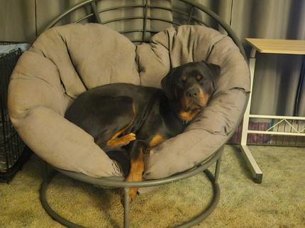 Male Rottweiler 18 months | Dogs & Puppies | Gumtree Australia Lachlan ...