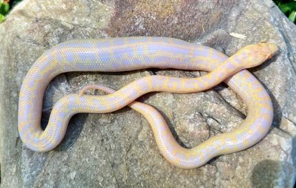Albino Spotted Python | Reptiles & Amphibians | Gumtree Australia ...
