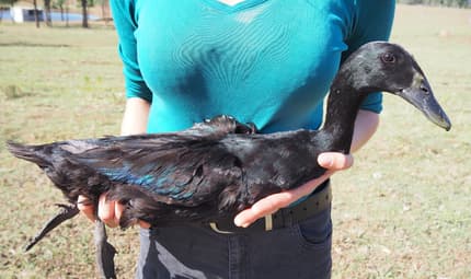 Indian Racing Drake Bird Pair of Black Indian Runners - 1 Drake & 1 Hen | Birds | Gumtree ...