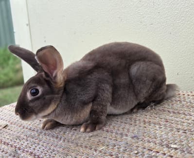 Chocolate Otter Standard Rex Rabbit