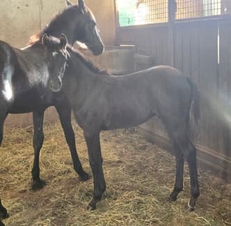 Riding Pony Section A Filly | Horses & Ponies | Gumtree Australia ...