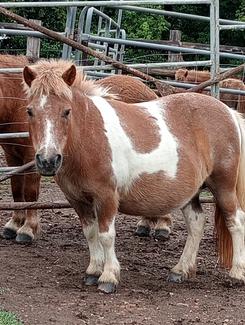Shetland pony mare quiet and friendly | Horses & Ponies | Gumtree ...