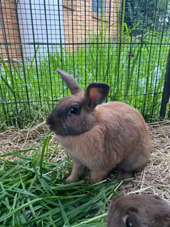 2 year old female bunny rabbit