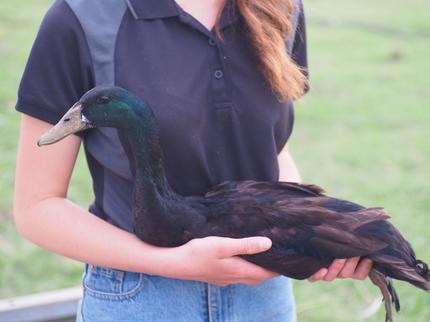 Indian Racing Drake Bird Indian Runner Drakes - Variety of Colours Available | Birds | Gumtree ...