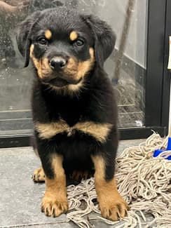 Genesis Rottweilers Purebred Rottweiler Puppy - Ready Now