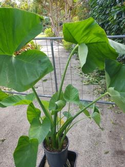 elephant ears plant's in Sunshine Coast Region, QLD | Plants | Gumtree  Australia Local Classifieds