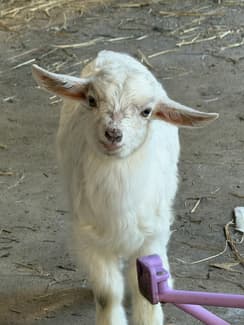 Mini breed Doeling
