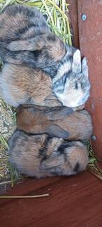 Cashmere Rabits Mini Lop X Cashmere X Harlequin Rabbits | Rabbits | Gumtree Australia ...