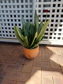 plant snake plant in Perth Region, WA | Home & Garden | Gumtree Australia  Local Classifieds