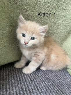 12 week old kittens | Cats & Kittens | Gumtree Australia Bundaberg City ...