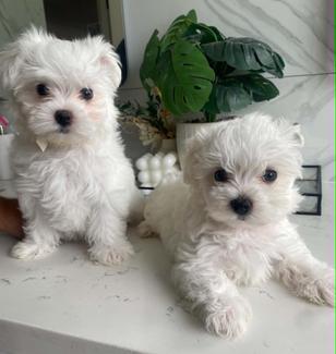 White Maltese Puppies | Dogs & Puppies | Gumtree Australia Fairfield ...