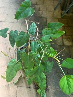 pothos plant flower Outdoor UV Treated Pothos Real Touch Potted Plant