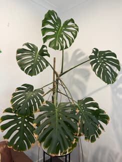 best light for monstera Monstera Plant Care - How to Grow Monstera deliciosa