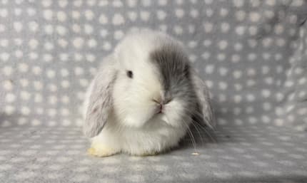 Mini Lop Rabbit Cost Purebred Mini lops - Ready 11/04/26 | Rabbits | Gumtree Australia ...