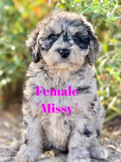 Rare Merle Miniature Groodle Puppies | Dogs & Puppies | Gumtree ...