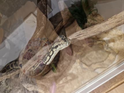 Adult Female Darwin Carpet Python | Reptiles & Amphibians | Gumtree ...
