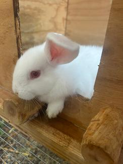 Australian Rabbit White NEW ZEALAND WHITE RABBITS | Rabbits | Gumtree Australia Blacktown Area ...