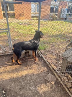 Female Rottweiler Bobtail | Dogs & Puppies | Gumtree Australia Outer ...