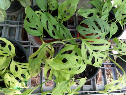 black gold extreme snake plant Snake Plant 'Black Gold' – Greenland Garden Centre main image 1