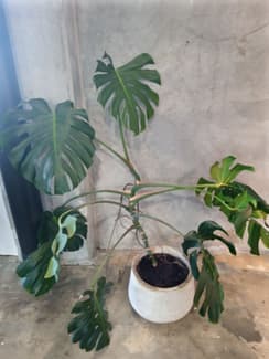 monstera in Perth Region, WA | Plants | Gumtree Australia Local Classifieds