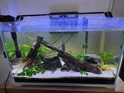Complete Fish Tank Setup + Fish Included – Must Sell Moving House ...