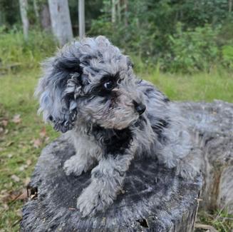 Unique Rare Merle Cavoodles LAST PUPPY LEFT