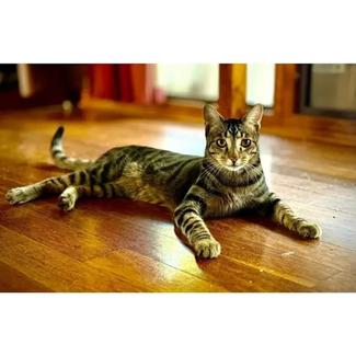 11541 : Ryan - CAT for ADOPTION - Vet Work Included | Cats & Kittens ...
