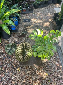 monstera plant in Brisbane Region, QLD | Plants | Gumtree Australia Local  Classifieds