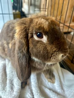 Bunny, Female- 2 year old chocolate Vienna Lop | Rabbits | Gumtree ...