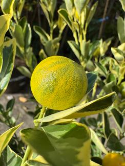 calamondin tree in Sydney Region, NSW | Plants | Gumtree Australia Local  Classifieds