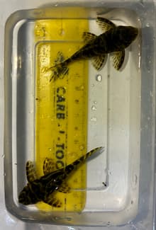 L340 Mega Clown L046 Zebra Pleco L471 Dwarf Snowball Pleco Catfish ...