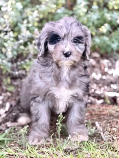Beautiful Female Miniature Merle Groodle | Dogs & Puppies | Gumtree ...