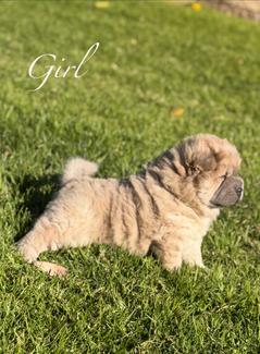 puppy litter chow chow puppies for sale gumtree
