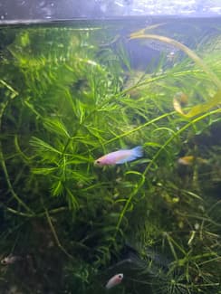4 month old betta fish | Fish | Gumtree Australia Maroochydore Area ...