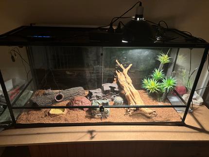 Reptile enclosure and blonde spotted python | Reptiles & Amphibians ...