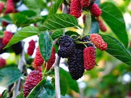 berrie trees 30 to 40cm tall grow your own - Plants in Lower Mitcham SA ...