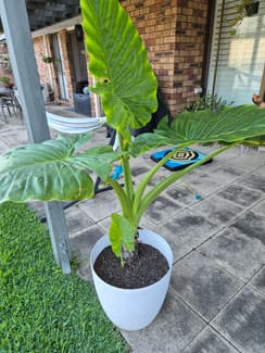elephant ear plants for sale brisbane Native Elephant Ear Plant (Alocasia brisbanensis)  Buy Now!  Ladybird  Nursery