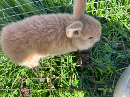 Mini Loop Rabbits Ready for a Loving Home! | Rabbits | Gumtree ...