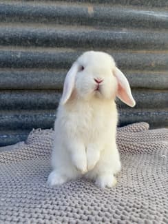 Lop Rabbit All Purebred Baby Mini Lop Rabbit | Rabbits | Gumtree Australia Benalla ...