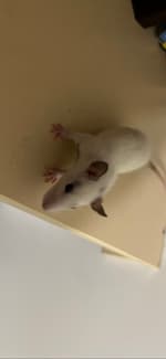 Three girl rats 5 weeks and 5 days old