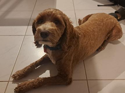 Cavacocker Cavocker/Poodle Dog
