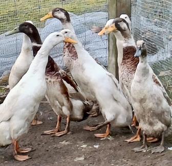 Indian Racing Drake Bird Indian Runner Drake - pending pick up | Livestock | Gumtree Australia ...