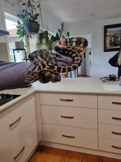 Adult Female Top End Jungle Python | Reptiles & Amphibians | Gumtree ...