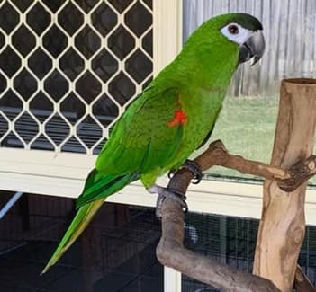 Hahns Macaw, cage and food for sale. | Birds | Gumtree Australia Pine ...