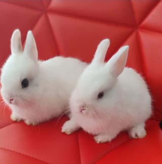 rabbits for sale