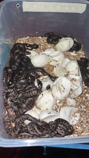 Jungle/jag python hatchys | Reptiles & Amphibians | Gumtree Australia ...
